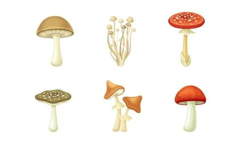 Forest Mushroom or Toadstool with Stem and Cap Isolated on White Background Stock Illustration