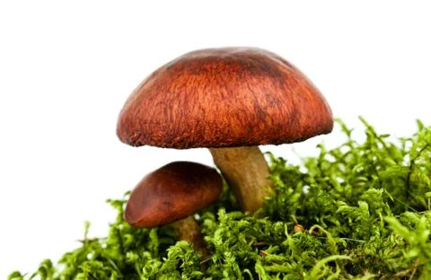 Forest mushroom Stock Photos