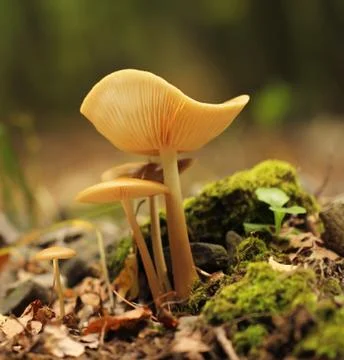 Forest mushroom Stock Photos