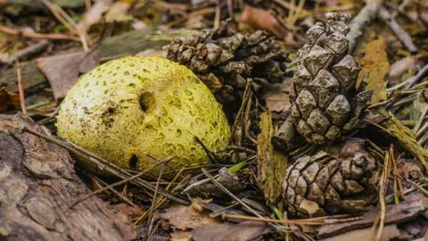 Forest mushroom Foto stock