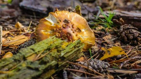 Forest mushroom Foto stock