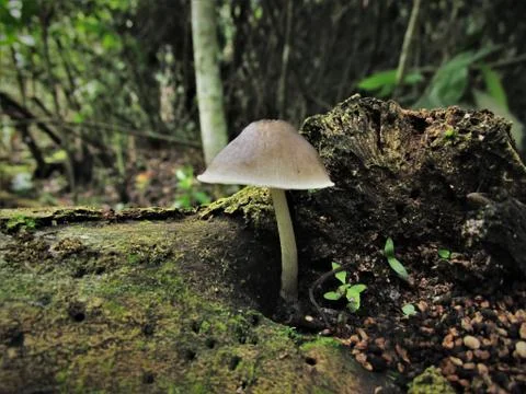 Forest mushroom Stock Photos