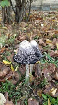 Forest mushroom Foto stock