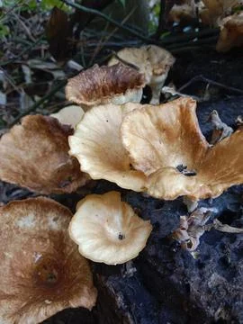 Forest Mushroom Stock Photos
