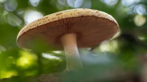 Forest mushroom Stock Photos