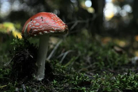 Forest Mushroom Fotos de archivo