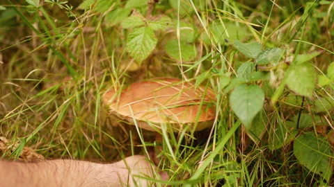 Forest Mushroom Picking In Close Up Stock Footage 160815537