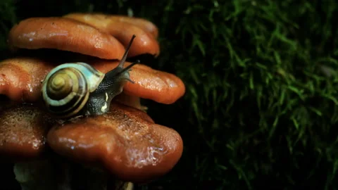 Forest mushroom. Snail crawls over the mushroom Vidéo 94289729