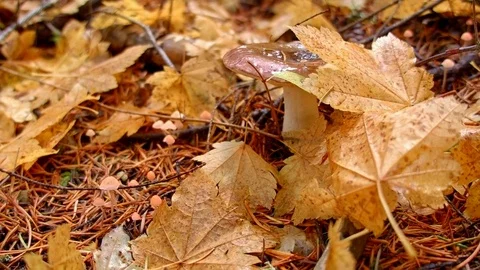 Forest mushroom toadstool macro Columbia River Gorge Oregon Fall Fungi 43 Stock Footage 82007236