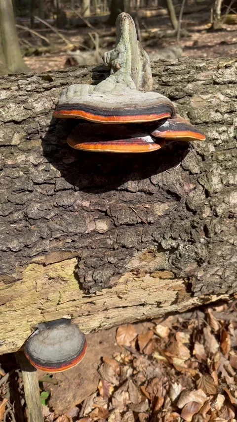 Forest Mushroom on Tree Bark • Macro Nature Scene Stock Footage 306554721