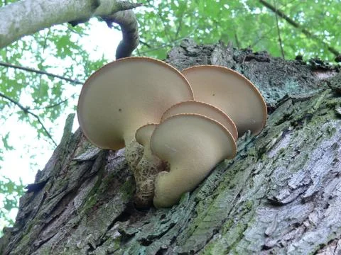 Forest mushroom on a tree Stock Photos