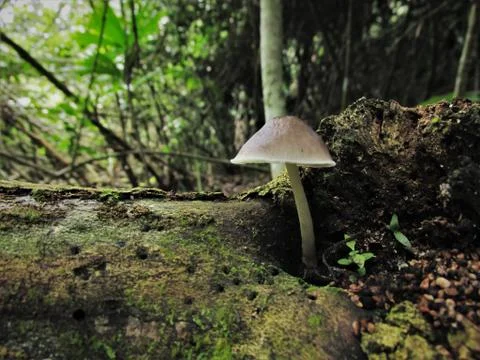 Forest mushroom two Stock Photos