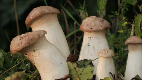 Forest mushrooms after the rain. Stock Footage 214018211