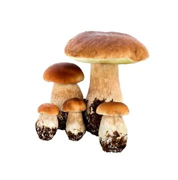 Forest mushrooms - Boletus edulis, isolated on white. Stock Photos