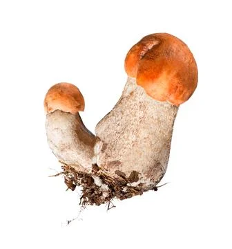 Forest mushrooms - Boletus edulis. Stock Photos