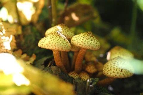 Forest mushrooms in a clearing. Stock Photos