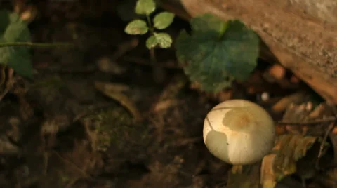 Forest Mushrooms Stock-Footage 56445087