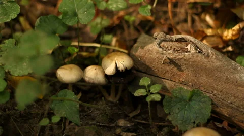 Forest Mushrooms Stock Footage 56445105