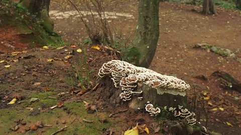 Forest mushrooms Stock Footage 100402802