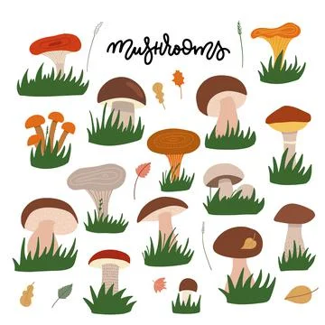 Forest mushrooms with gress flat illustrations set. Edible and fungi color Stock Illustration