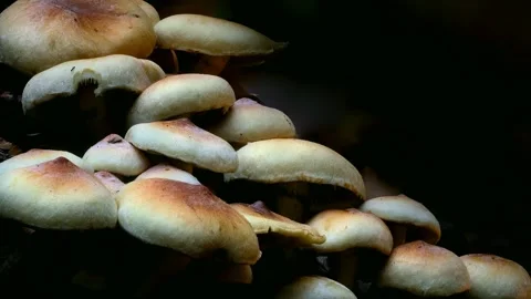 Forest Mushrooms Growing in Macro Close Up, Wild Fungi Nature 4K Video Stock Footage 341147871