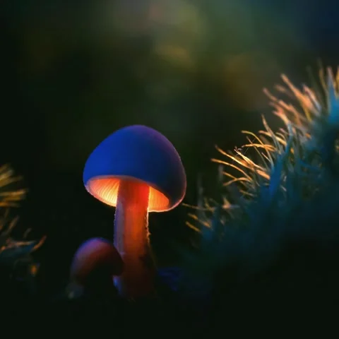 Forest Mushrooms Growing in Macro Close Up, Wild Fungi Nature 4K Video Stock Footage 341148554