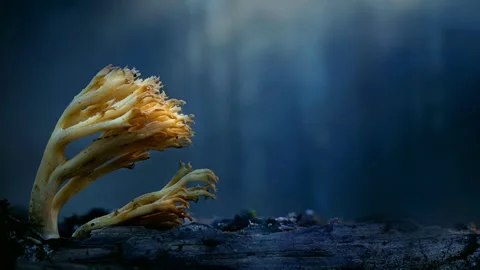 Forest Mushrooms Growing in Macro Close Up, Wild Fungi Nature 4K Video Stock Footage 341148610