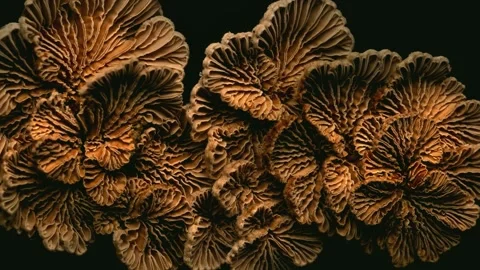 Forest Mushrooms Growing in Macro Close Up, Wild Fungi Nature 4K Video Stock Footage 341148833