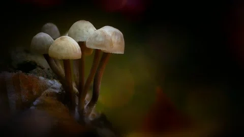 Forest Mushrooms Growing in Macro Close Up, Wild Fungi Nature 4K Video Stock Footage 341149396