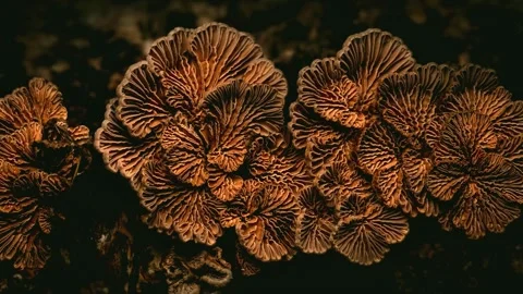 Forest Mushrooms Growing in Macro Close Up, Wild Fungi Nature 4K Video Stock Footage 341149456