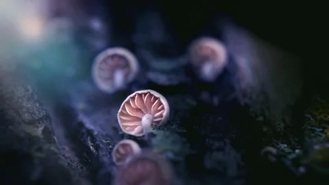 Forest Mushrooms Growing in Macro Close Up, Wild Fungi Nature 4K Video Stock Footage 341149885