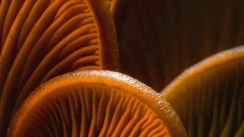 Forest Mushrooms Growing in Macro Close Up, Wild Fungi Nature 4K Video Stock Footage 341158993