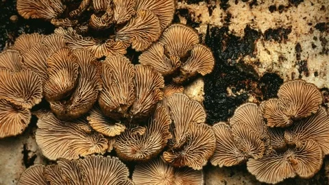 Forest Mushrooms Growing in Macro Close Up, Wild Fungi Nature 4K Video Stock Footage 341159161
