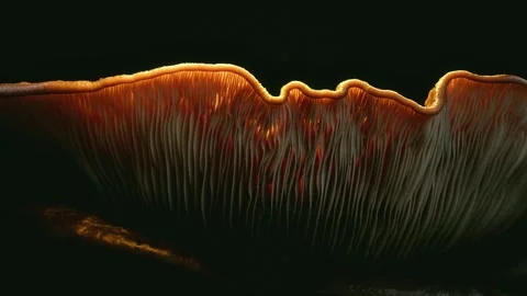 Forest Mushrooms Growing in Macro Close Up, Wild Fungi Nature 4K Video Stock Footage 341159177