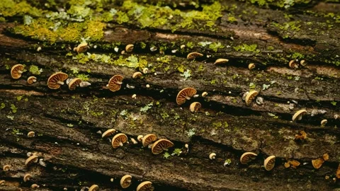Forest Mushrooms Growing in Macro Close Up, Wild Fungi Nature 4K Video Stock Footage 341159277
