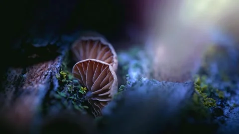 Forest Mushrooms Growing in Macro Close Up, Wild Fungi Nature 4K Video Stock Footage 341257261