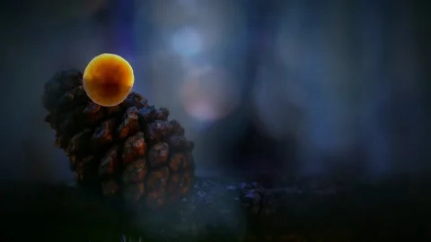 Forest Mushrooms Growing in Macro Close Up, Wild Fungi Nature 4K Video Stock Footage 341263549