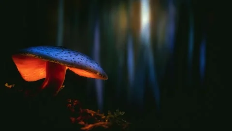 Forest Mushrooms Growing in Macro Close Up, Wild Fungi Nature 4K Video Stock Footage 341263565