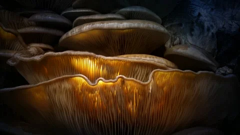 Forest Mushrooms Growing in Macro Close Up, Wild Fungi Nature 4K Video Stock Footage 341263663