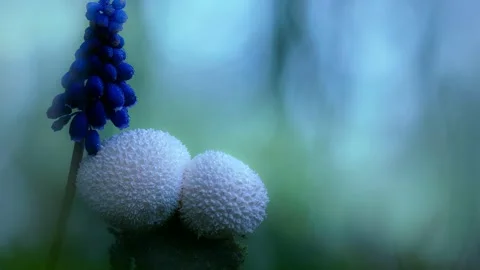 Forest Mushrooms Growing in Macro Close Up, Wild Fungi Nature 4K Video Stock Footage 341264030