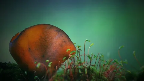 Forest Mushrooms Growing in Macro Close Up, Wild Fungi Nature 4K Video Stock Footage 341264058