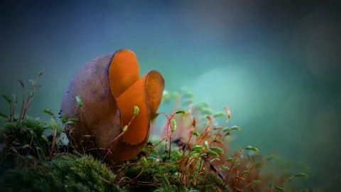 Forest Mushrooms Growing in Macro Close Up, Wild Fungi Nature 4K Video Stock Footage 341264122