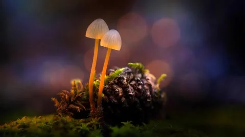 Forest Mushrooms Growing in Macro Close Up, Wild Fungi Nature 4K Video Stock Footage 341264225
