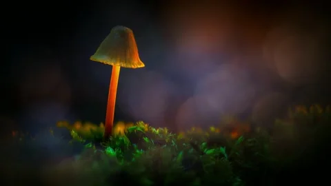 Forest Mushrooms Growing in Macro Close Up, Wild Fungi Nature 4K Video Stock Footage 341264699