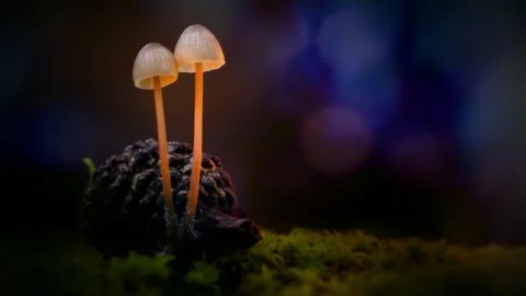 Forest Mushrooms Growing in Macro Close Up, Wild Fungi Nature 4K Video Stock Footage 341264811