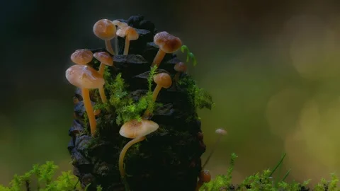 Forest Mushrooms Growing in Macro Close Up, Wild Fungi Nature 4K Video Stock Footage 341265153