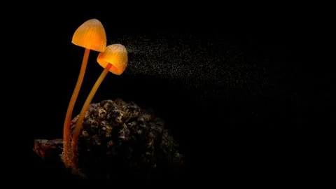Forest Mushrooms Growing in Macro Close Up, Wild Fungi Nature 4K Video Stock Footage 341268439