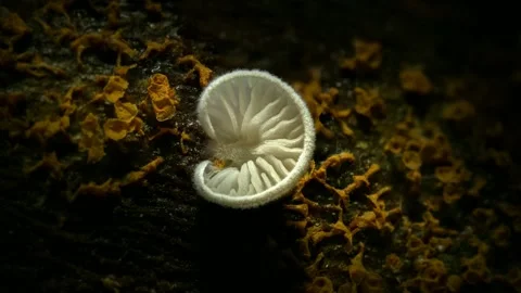 Forest Mushrooms Growing in Macro Close Up, Wild Fungi Nature 4K Video Stock Footage 341268634