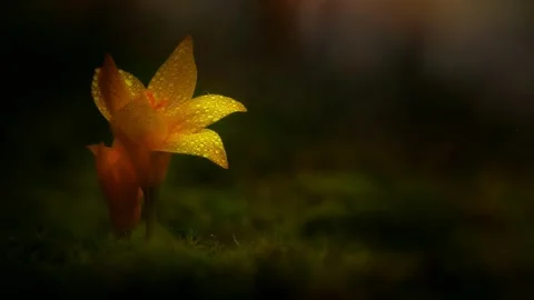 Forest Mushrooms Growing in Macro Close Up, Wild Fungi Nature 4K Video Stock Footage 341268651