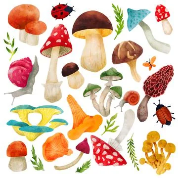 Forest Mushrooms, hand drawn vector watercolor illustration Stock Illustration